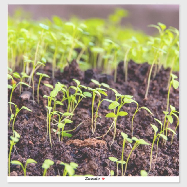 Sgroddgräs Klistermärken (Ark)