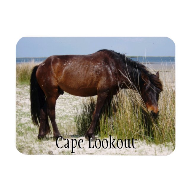 Shackleford Bank Vild Horse Magnet (Horisontell)