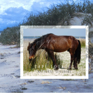 Shackleford Banker Vild Horse, Cape Lookout, NC Vykort