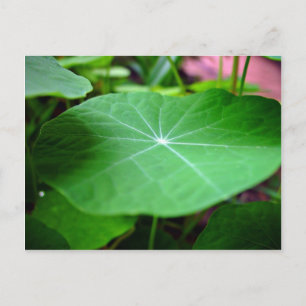 Shaddy Nasturtium löv Vykort