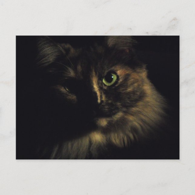 Shadow Cat Art Photography Grönt Öga Kattunge Vykort (Framsida)