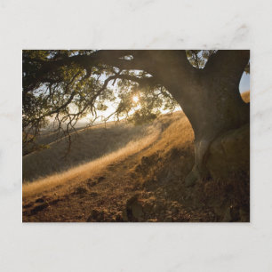 Shady Oak och California Susnet-vykort Vykort
