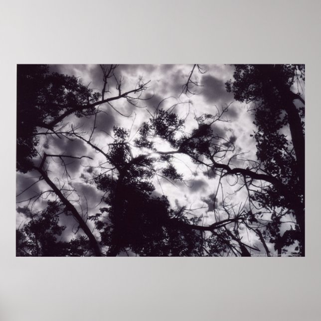 Shady Poster (Framsidan)