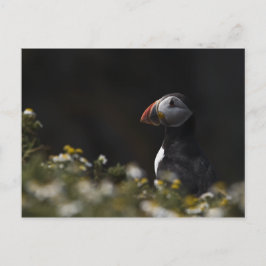 Shady Puffin Vykort