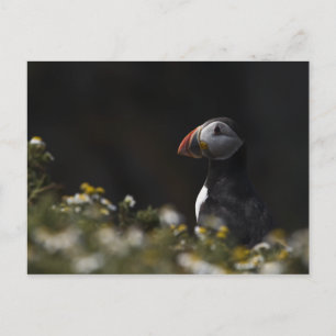 Shady Puffin Vykort