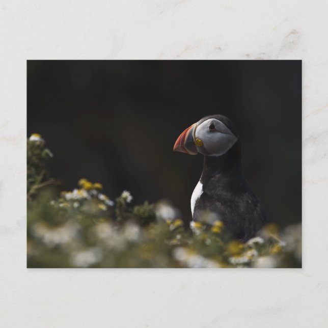 Shady Puffin Vykort (Framsida)