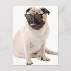 Shady Pug (Färg) Vykort