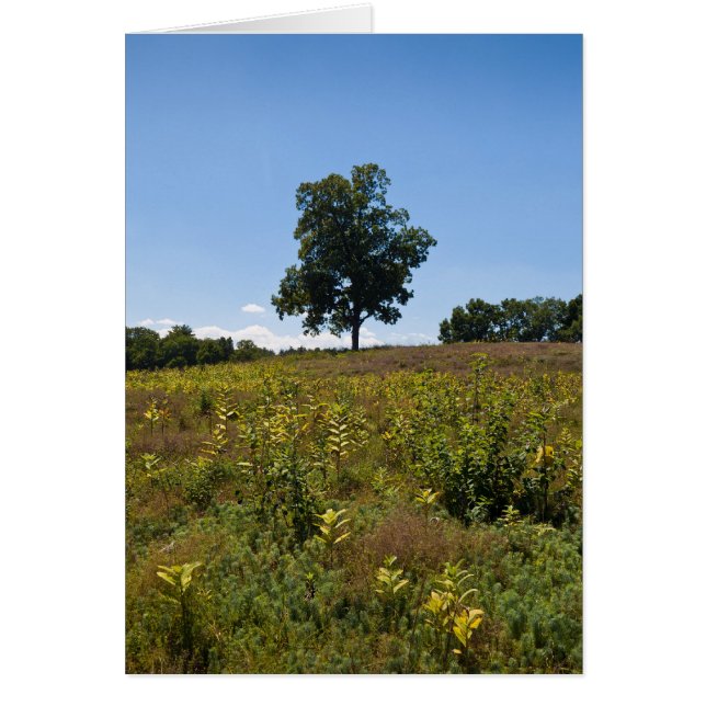 Shagbark Hickory-Charles flodpeninsula Hälsningskort (Framsidan)