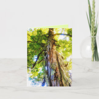 Shagbark Hickory Greeting Card Tack Kort