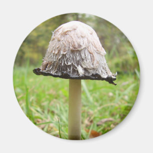 Shaggy Bläck Cap Mushroom Magnet