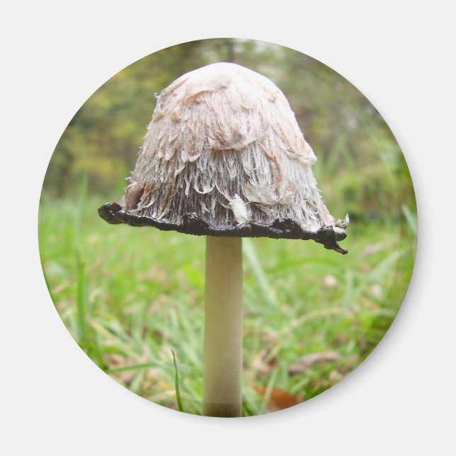 Shaggy Bläck Cap Mushroom Magnet (Framsidan)