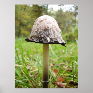 Shaggy Bläck Cap Mushroom Poster