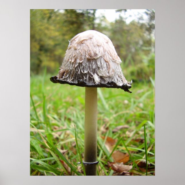 Shaggy Bläck Cap Mushroom Poster (Framsidan)