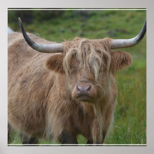 Shaggy Blonde Highland Cow Poster (Framsidan)