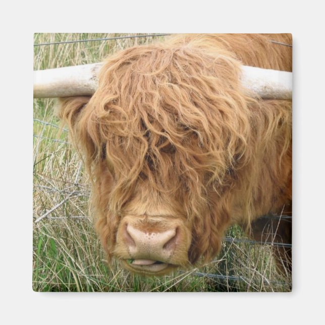 Shaggy Highland Cow Magnet (Framsidan)