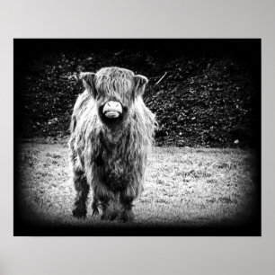 Shaggy Highland Cow Photo (svartvitt) Poster