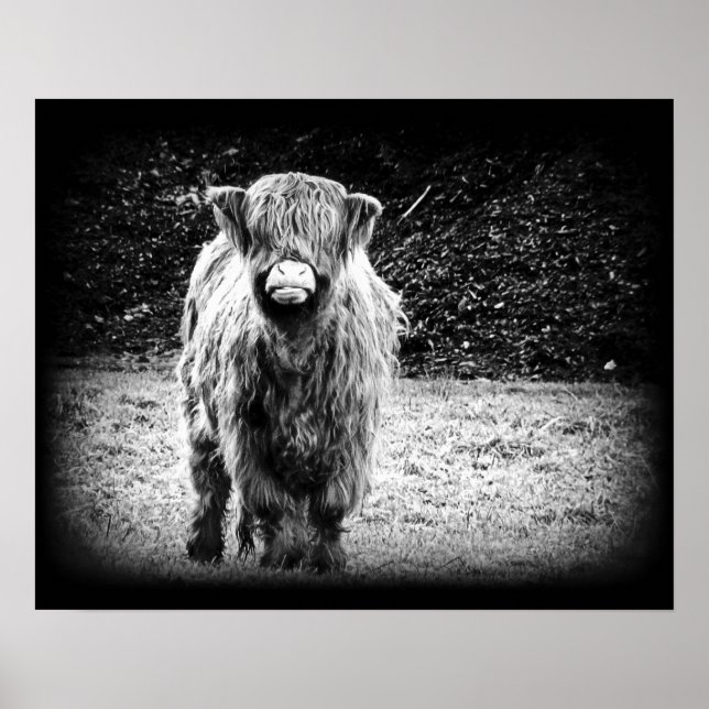 Shaggy Highland Cow Photo (svartvitt) Poster (Framsidan)