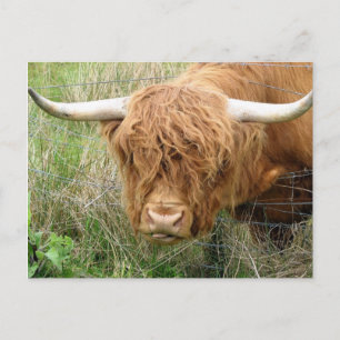 Shaggy Highland Cow Vykort