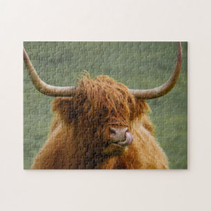 Shaggy Hved Scottish Highland Cow Nature Animal Pussel