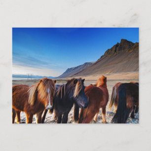 Shaggy Island Horses Vykort