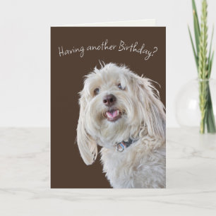 Shaggy Pudel Birthday Humor Kort