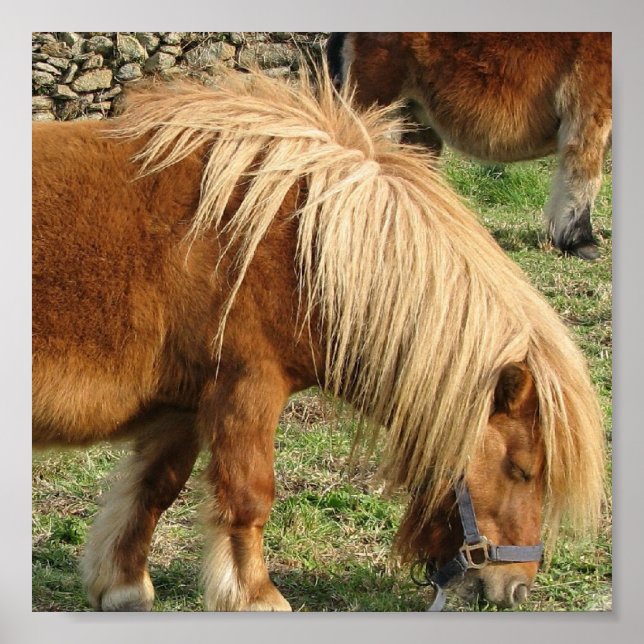 Shaggy Shetland Pony Poster (Framsidan)