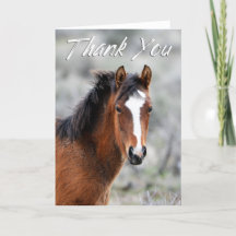 Shaggy Vild Mustang Photo Tackyou Card