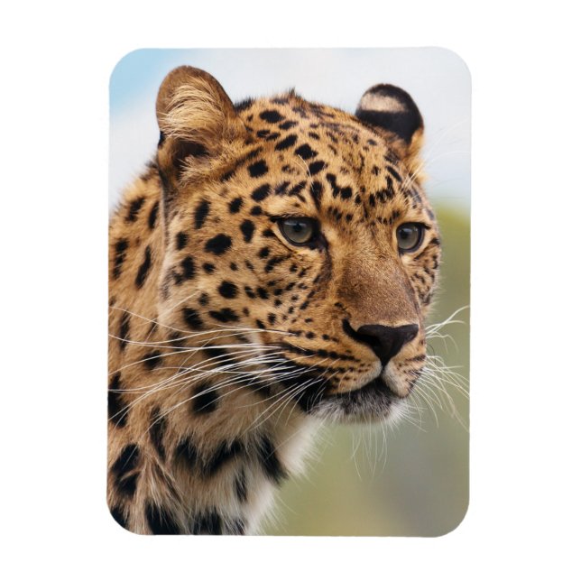 Shaggy Vuxen Cheetah i Vilden Magnet (Vertikal)