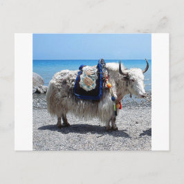 Shaggy Yak Wearing Brighght Färgad Tack Vykort