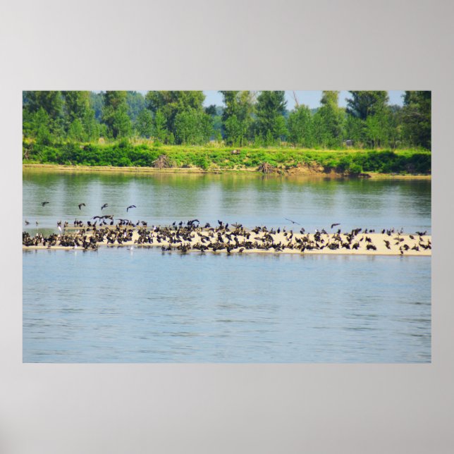 Shags, Donau Poster (Framsidan)