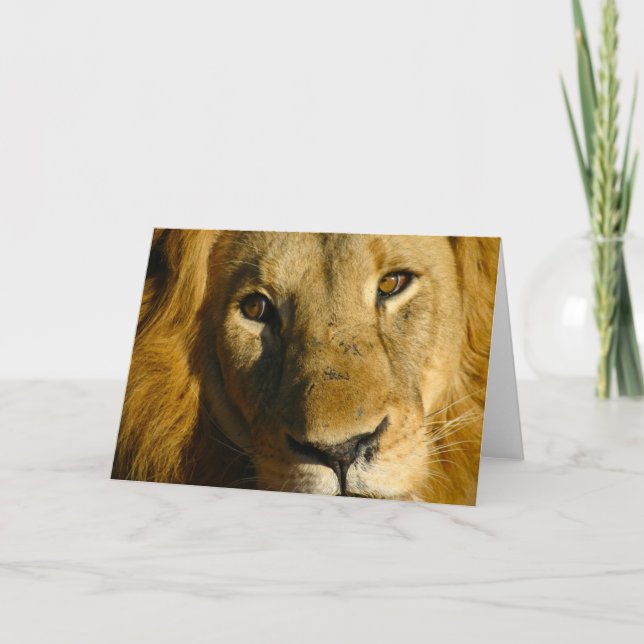 Shaka öga av det lejont kort (Framsida)