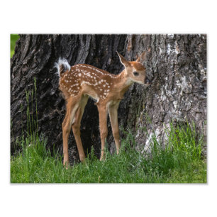 Shaky Ben Fawn Fototryck