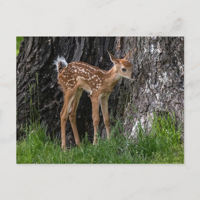 Shaky Ben Fawn Vykort (Framsida)