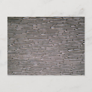 Shallot onion epidermis celler under mikroskop vykort