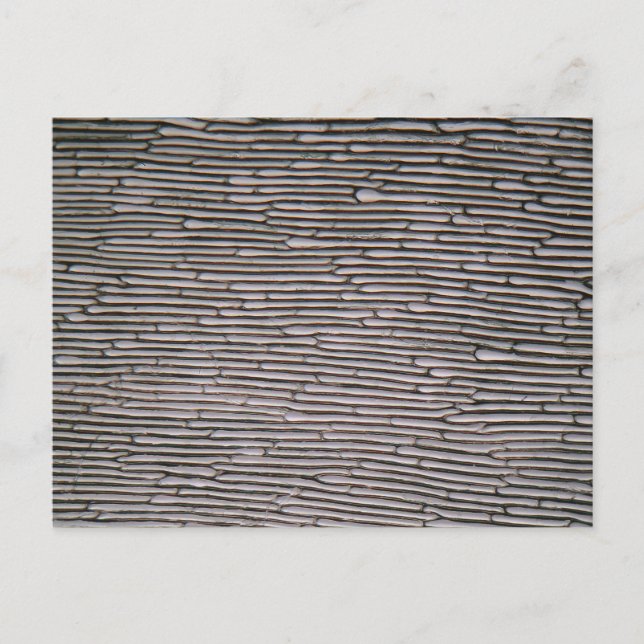 Shallot onion epidermis celler under mikroskop vykort (Framsida)