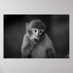 SHALLOW FOCUS FOTOGRAFI AV SVART MONKEY POSTER