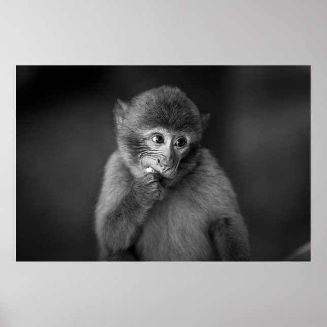 SHALLOW FOCUS FOTOGRAFI AV SVART MONKEY POSTER (Framsidan)