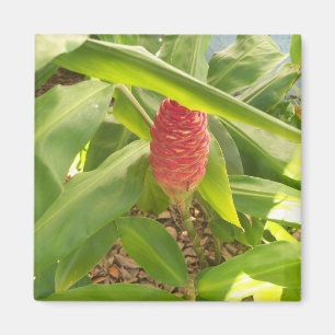 Shampoo Ginger-blomma Magnet