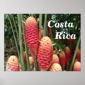 Shampoo Ginger, Costa Rica Poster
