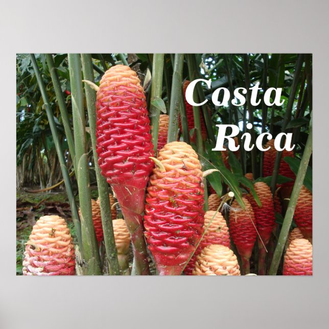 Shampoo Ginger, Costa Rica Poster (Framsidan)
