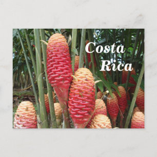 Shampoo Ginger, Costa Rica Vykort