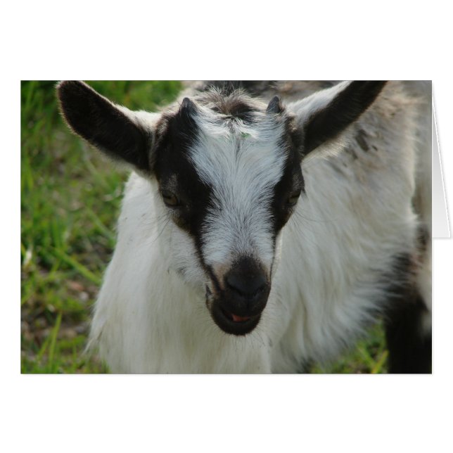 Shamrock Hälsningskort (Framsidan Horizontal)