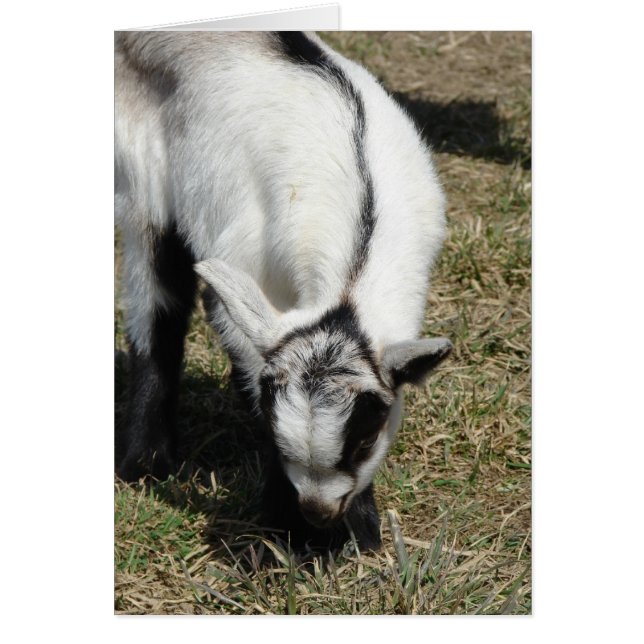 Shamrock Hälsningskort (Framsidan)