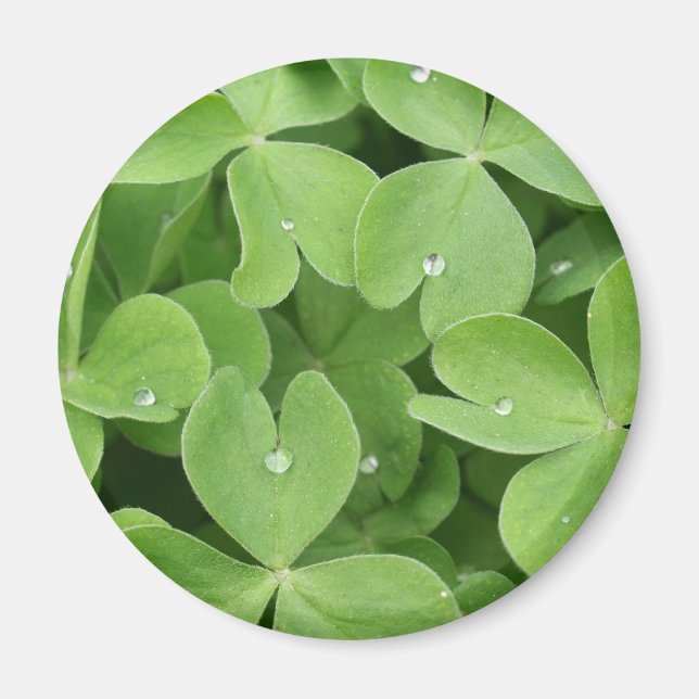 Shamrock Klöver Lövs Magnet (Framsidan)