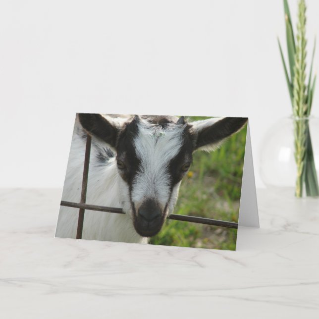 Shamrock Kort (Framsida)