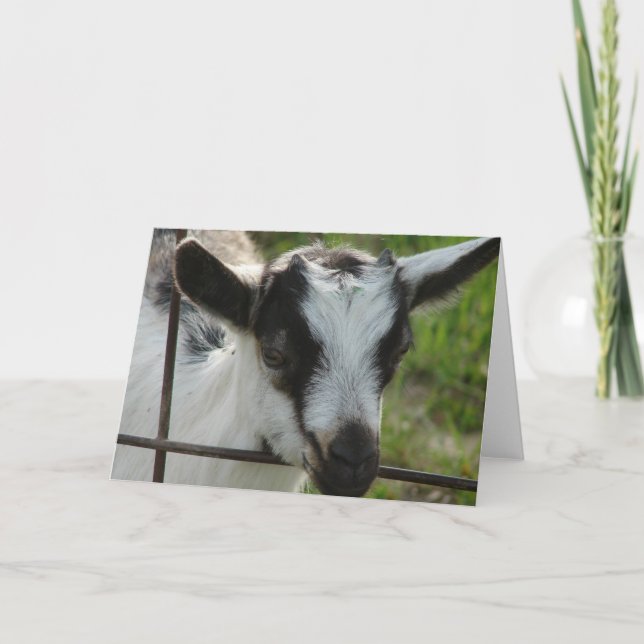 Shamrock Kort (Framsida)