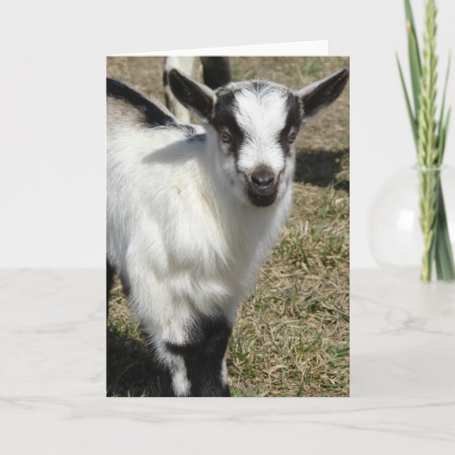 Shamrock Kort (Framsida)