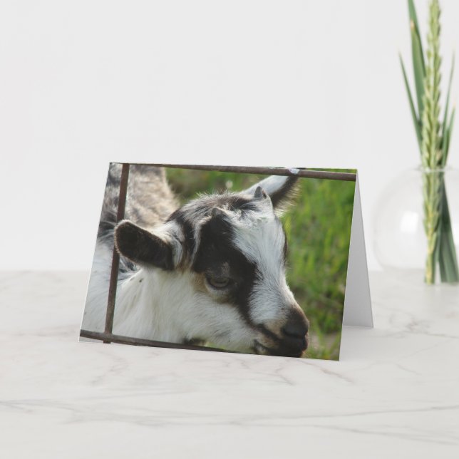 Shamrock Kort (Framsida)