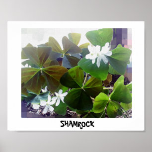 SHAMROCK poster
