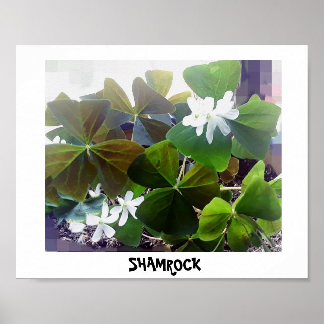 SHAMROCK poster (Framsidan)